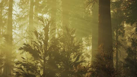 Loop-Riesenmammutbäume-Im-Sommer-Im-Sequoia-Nationalpark,-Kalifornien